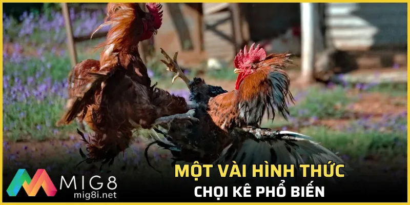 Một vài hình thức chọi kê phổ biến